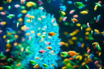 Naklejka na ściany i meble Plenty of Aquarium fish on a dark background. Gymnocorymbus ternetzi. Bright glowing colors. exotic Glo Tetra Fish (fluorescent glo fish), neon glowing fish