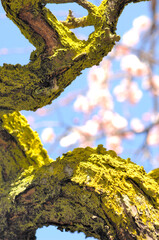 Obraz premium しだれ梅