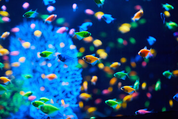 Obraz na płótnie Canvas Plenty of Aquarium fish on a dark background. Gymnocorymbus ternetzi. Bright glowing colors. exotic Glo Tetra Fish (fluorescent glo fish), neon glowing fish