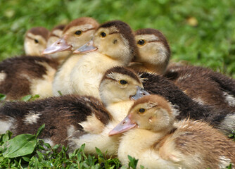 Young ducks of musk breed (Cairina moschata)