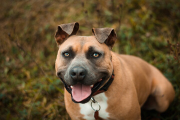 Beautiful american staffordshire terrier dog portrait in rainy autumn nature