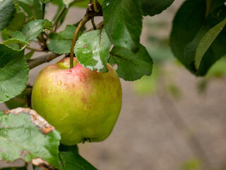 Ripe big apple with drops of rain on the tree. Green leaves.