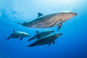 Dolphins of Rangiroa