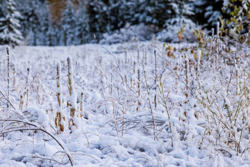 Wind swept snow covered grass