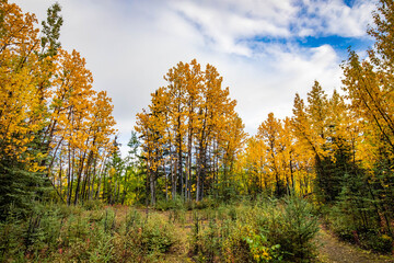 Scenic view of Alaska colorful forest trees in fall