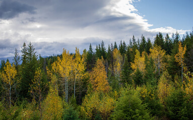 Autumn colored trees among forest in October