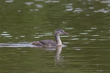 The chick of great crested grebe on the lake