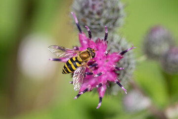The howerfly fis sitting on the flower at summer