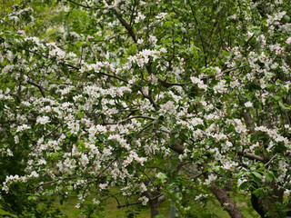 Fototapeta na wymiar Flowering of fruit tree in the spring