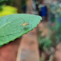 bug on a leaf