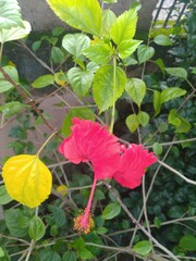 Red China Rose Flower