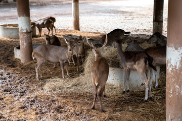 herd of brown deer eat dry hay
