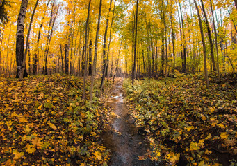 Fototapeta premium autumn in the forest