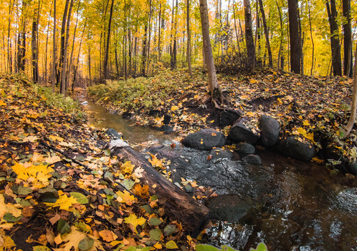 autumn in the forest