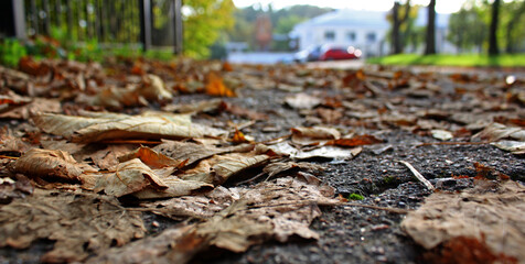 Obraz premium Dry orange autumn leaves cover on the grey asphalt road. Ocrober time. Wallpaper. City park. Ukraine.