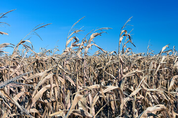 field of corn in autumn