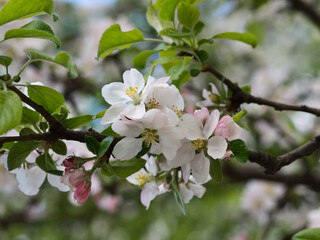 Fototapeta na wymiar Spring flowers on apple-tree branches