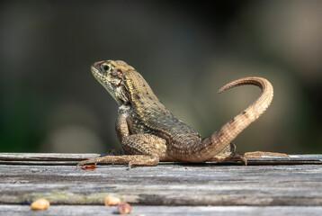 Curly tail lizard