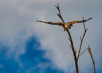 Red Shouldered Hawk in flight