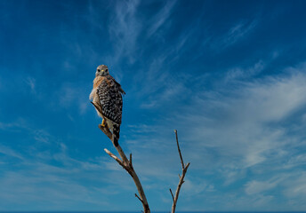 Red Shouldered Hawk