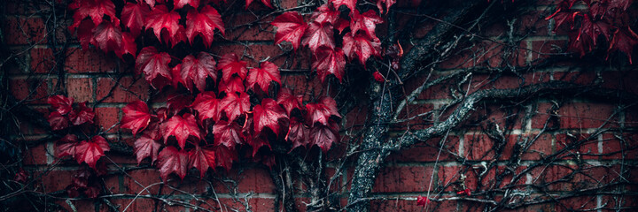 Bright red leaves of wild grapes or ivy leaves on brick wall. Fall season, autumn background concept, banner size