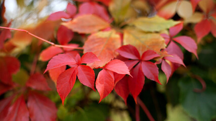 Colorful autumn leaves on natural background