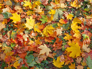 Colorful autumn leaves lying on ground