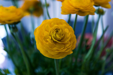 Bouquet of yellow ranunculus flowers