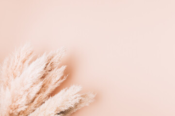 Reed Plume Stem, getrocknetes Pampasgras, dekoratives Federblumenarrangement für Zuhause, Strandthema, neue trendige Wohnkultur, Kopierraum © manuta