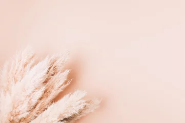 Reed Plume Stem, getrocknetes Pampasgras, dekoratives Federblumenarrangement für Zuhause, Strandthema, neue trendige Wohnkultur, Kopierraum © manuta