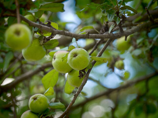 Unripe fruits of apples