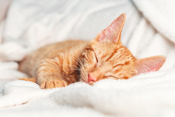 Cute little ginger kitten sleeps on its back on white soft blanket