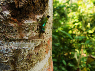 Fototapeta premium grasshopper on a tree 