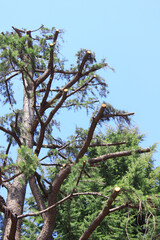 枝打ちされた樹木