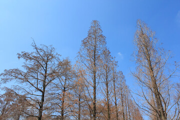 冬枯れのメタセコイヤ
