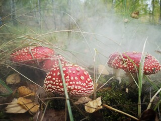 Fliegenpilz, Giftpilz im Wald beim Pilze sammeln, alter Heil und Zauberpilz