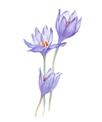Realistic watercolor flower on white background