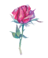 Realistic watercolor flower. Rose on white background