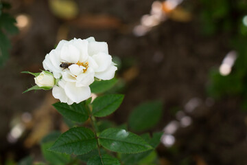 white roses with a bee inside
