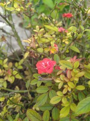 red rose bush