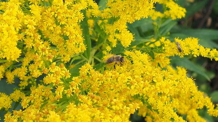 Flying honeybee collecting pollen at yellow flower. beautiful nature, insects macro