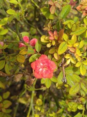 red rose bush