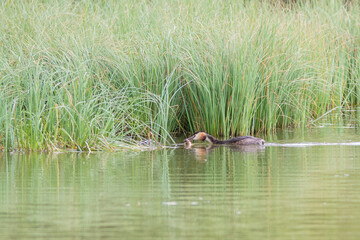 The chick of great crested grebe on the lake with parents
