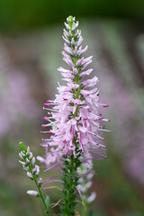 Speedwell, Veronica spicata