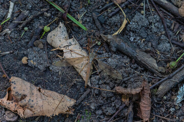 The crane fly on the ground like background