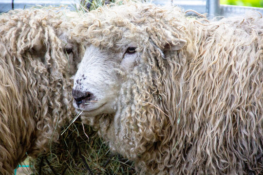 two Greyface Dartmoor is a rare breed of domestic sheep