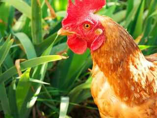 Close-up on the head of a redheaded hen seen from the side, in nature