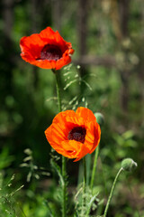 Obraz premium The Oriental poppy (lat. Papaver orientale)
