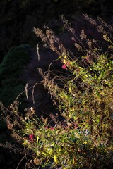 Fototapeta premium fleurs des champs suisse