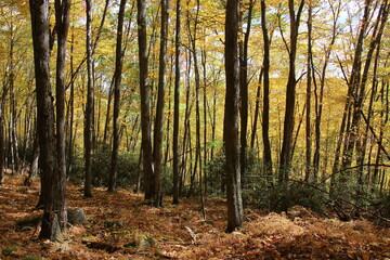 fall foliage in the wilderness of the Pennsylvania